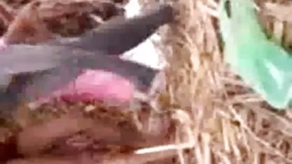 முதிர்ந்த பிச் ஒரே நேரத்தில் பல விரல்களை தனக்குள்ளேயே காய்கறி கொல்லுங்கள் அமெரிக்க நாட்டுக்காரன் ஒட்டிக்கொள்கிறார்